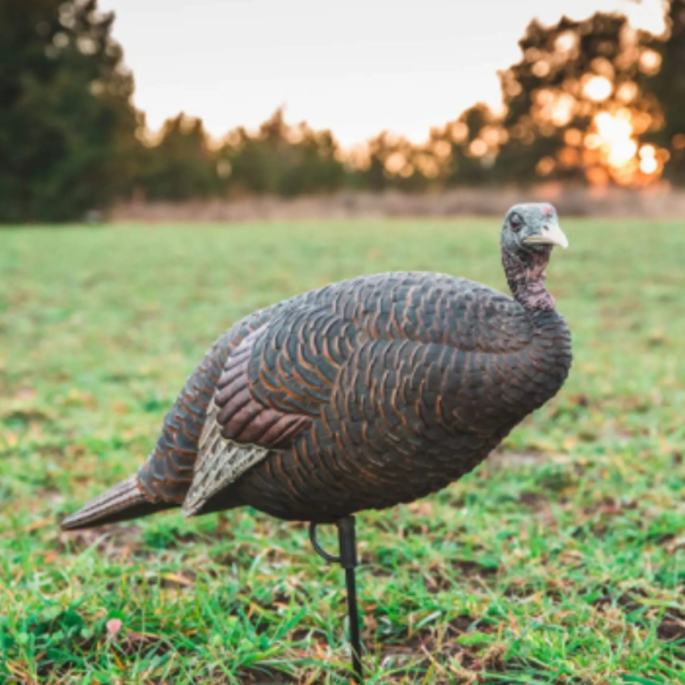 Thunder chick breeder Decoy